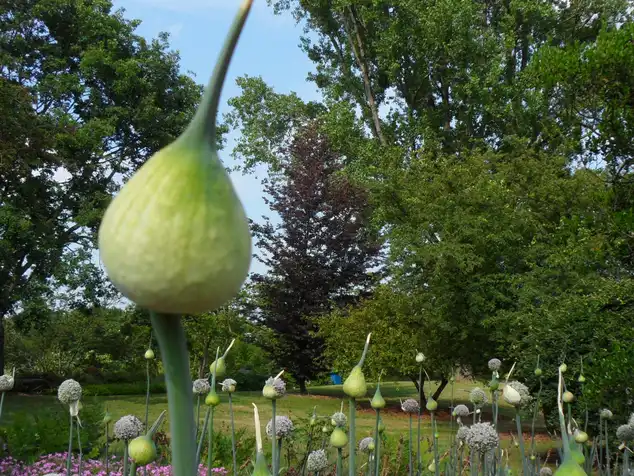 Freundeskreis Botanischer Garten